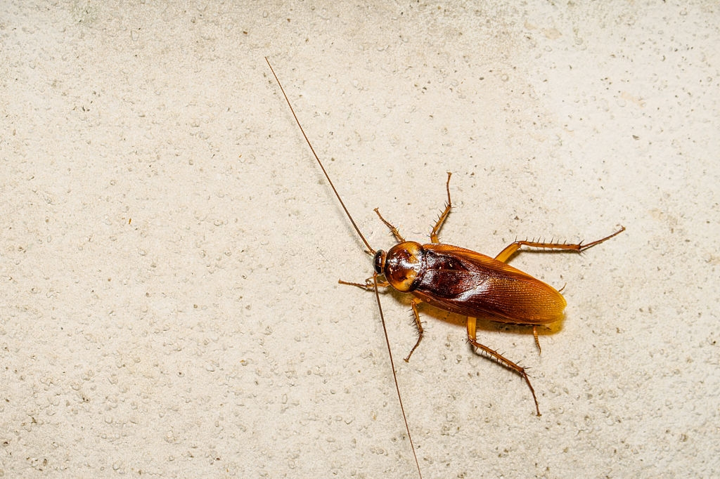 Cockroach Control, Pest Control in Shepperton, Upper Halliford, TW17. Call Now 020 8166 9746