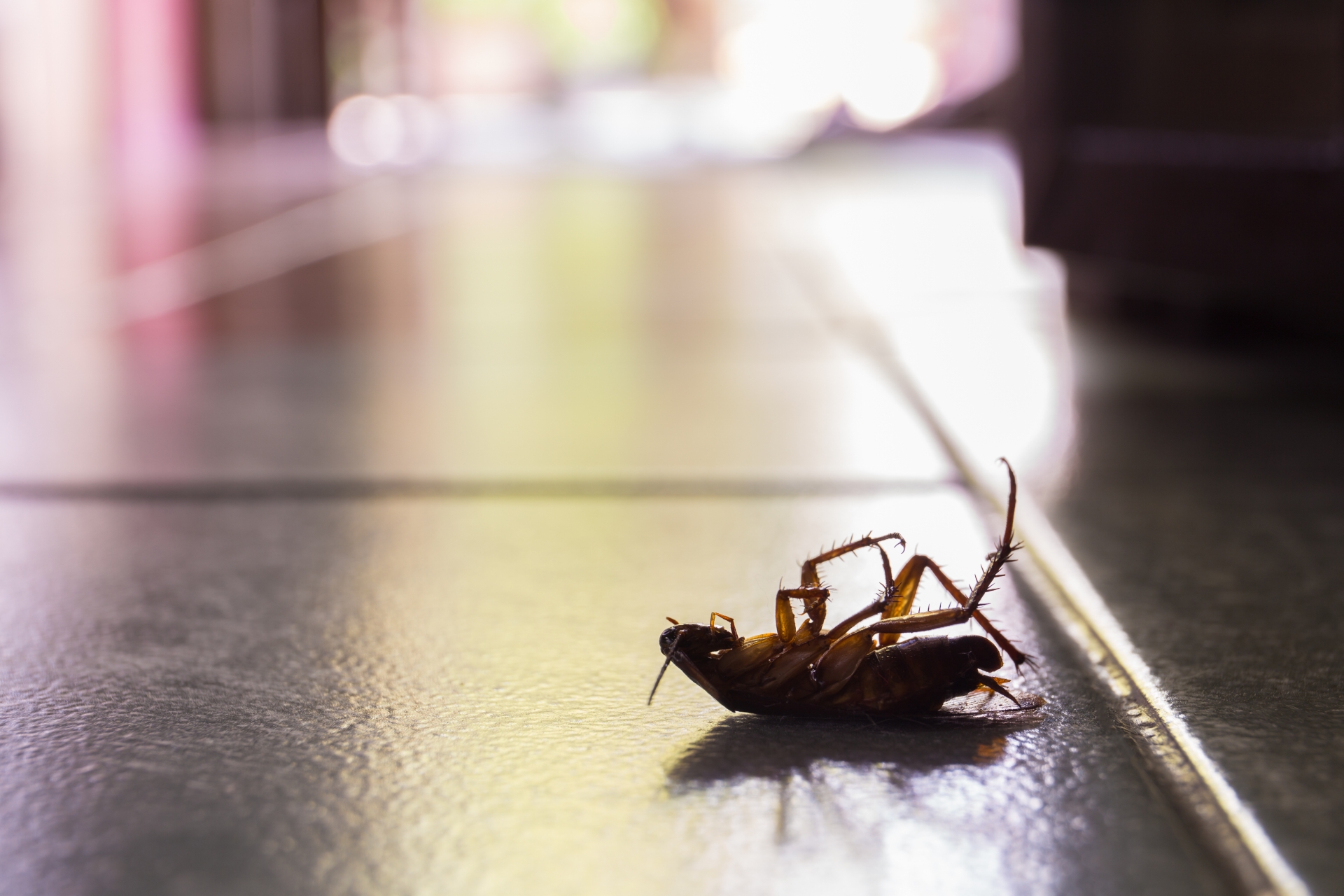 Cockroach Control, Pest Control in Shepperton, Upper Halliford, TW17. Call Now 020 8166 9746