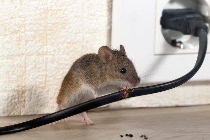 Pest Control in Shepperton, Upper Halliford, TW17. Call Now! 020 8166 9746