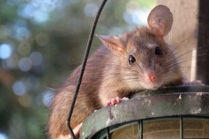 Rat Infestation, Pest Control in Shepperton, Upper Halliford, TW17. Call Now 020 8166 9746