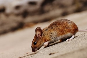 Mice Exterminator, Pest Control in Shepperton, Upper Halliford, TW17. Call Now 020 8166 9746