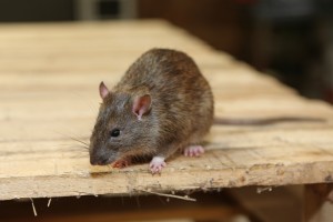 Rodent Control, Pest Control in Shepperton, Upper Halliford, TW17. Call Now 020 8166 9746