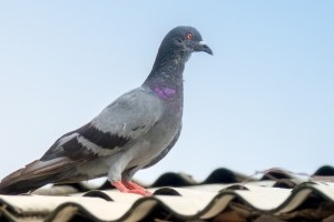 Pigeon Control, Pest Control in Shepperton, Upper Halliford, TW17. Call Now 020 8166 9746