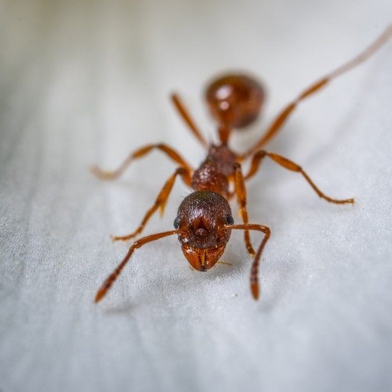 Field Ants, Pest Control in Shepperton, Upper Halliford, TW17. Call Now! 020 8166 9746