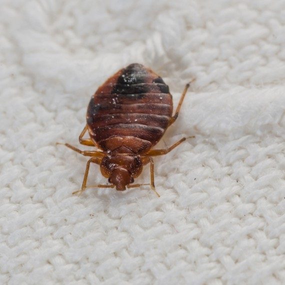 Bed Bugs, Pest Control in Shepperton, Upper Halliford, TW17. Call Now! 020 8166 9746
