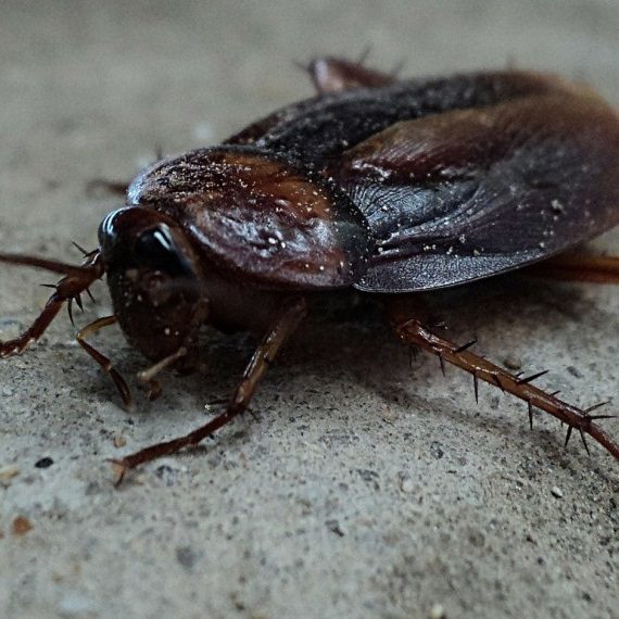 Cockroaches, Pest Control in Shepperton, Upper Halliford, TW17. Call Now! 020 8166 9746