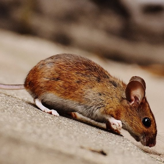 Mice, Pest Control in Shepperton, Upper Halliford, TW17. Call Now! 020 8166 9746