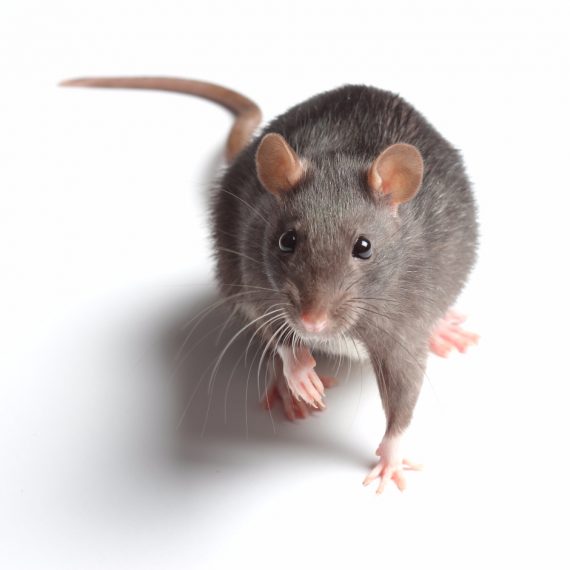 Rats, Pest Control in Shepperton, Upper Halliford, TW17. Call Now! 020 8166 9746