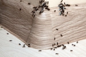 Ant Control, Pest Control in Shepperton, Upper Halliford, TW17. Call Now 020 8166 9746