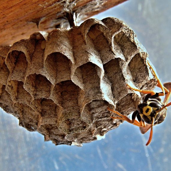 Wasps Nest, Pest Control in Shepperton, Upper Halliford, TW17. Call Now! 020 8166 9746
